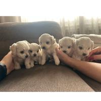 Cuccioli Maltese