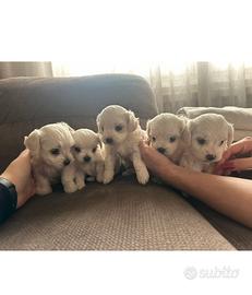 Cuccioli Maltese