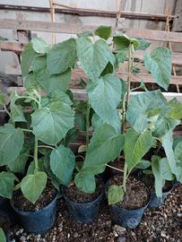 Piante tropicali