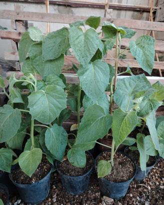 Piante tropicali
