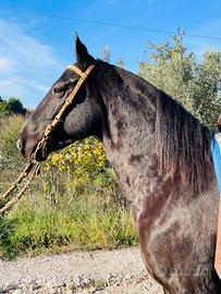 Cavallo criollo x quarter