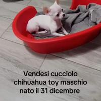 Chihuahua toy maschio