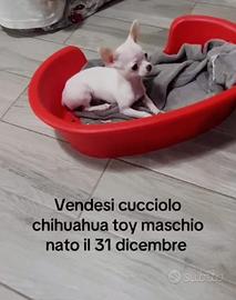 Chihuahua toy maschio