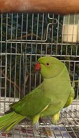 Parrocchetti e Cocoriti