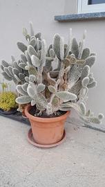 Opuntia microdasys (cactus a pois)