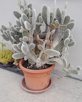 Opuntia microdasys (cactus a pois)