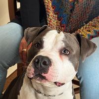Amstaff PEDIGREE maschio intero 1 anno gratis
