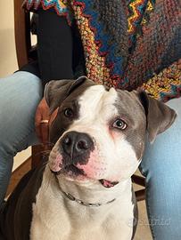 Amstaff PEDIGREE maschio intero 1 anno gratis