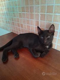 Gatti neri e di altre colorazioni di due mesi