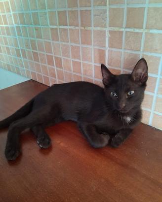 Gatti neri e di altre colorazioni di due mesi