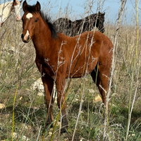 Puledra
