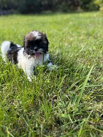 cuccioli Shitzu -shihtzu maschi e femmine 