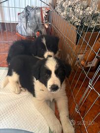 Cucciola border collie