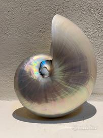 Conchiglia madreperlata di Nautilus - media (3)