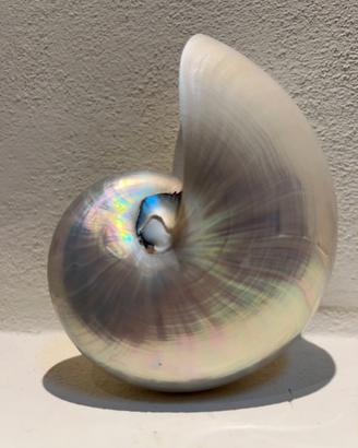 Conchiglia madreperlata di Nautilus - media (3)
