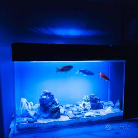 acquario completo