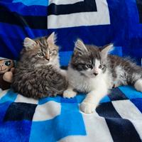 Gattini di razza siberiano anallergico