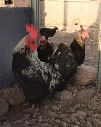 Galline marans