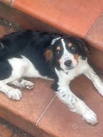 Cucciolo casa/tartufo