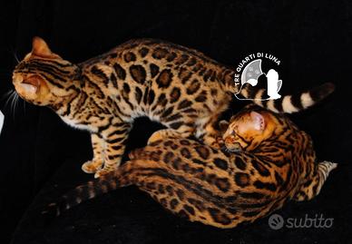 Bengala da Sogno - Cuccioli Selezionati in Italia