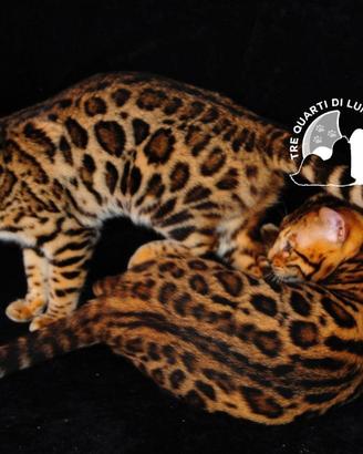 Bengala da Sogno - Cuccioli Selezionati in Italia