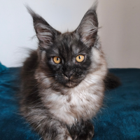 Femmina Maine Coon taglia grande