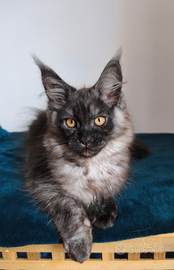 Femmina Maine Coon taglia grande