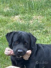Labrador per monta