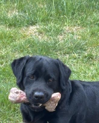 Labrador per monta