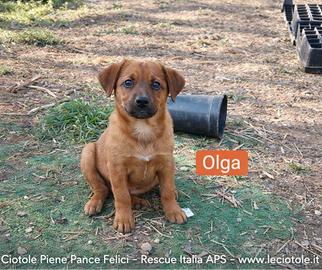 Cuccioli Abbandonati