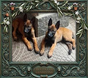 Cuccioli pastore belga malinois