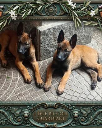 Cuccioli pastore belga malinois