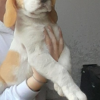 Beaglee