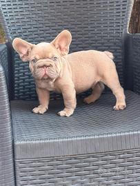 Cucciolo bulldog francese Isabella big rope