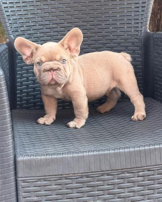 Cucciolo bulldog francese Isabella big rope