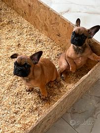 Bulldog francese fulvi