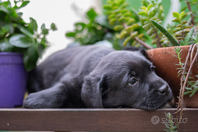 Cucciola Labrador Retriever Pedigree mostra EXPO