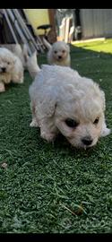 Cane bichon Maltese