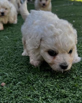 Cane bichon Maltese
