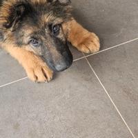 Cucciolo pastore tedesco