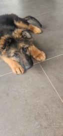 Cucciolo pastore tedesco