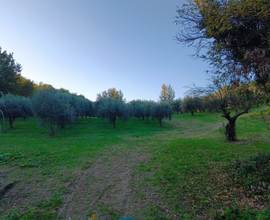 Terreno con uliveto e bosco di castagno e quercia