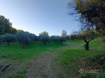 Terreno con uliveto e bosco di castagno e quercia