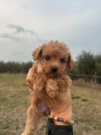 Barboncino toy pedigree