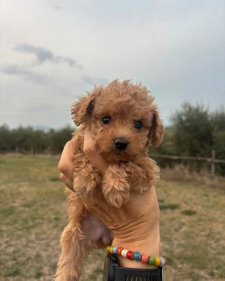 Barboncino toy pedigree