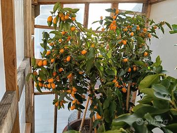 Piante d'agrumi 
