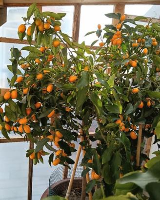Piante d'agrumi 