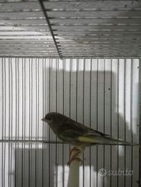 Canarini maschi Jaspe