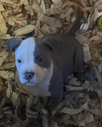Cuccioli Amstaff blu