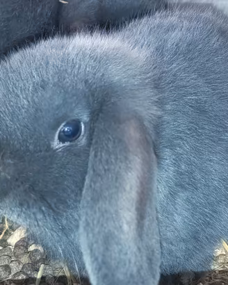conigli nani blu di vienna